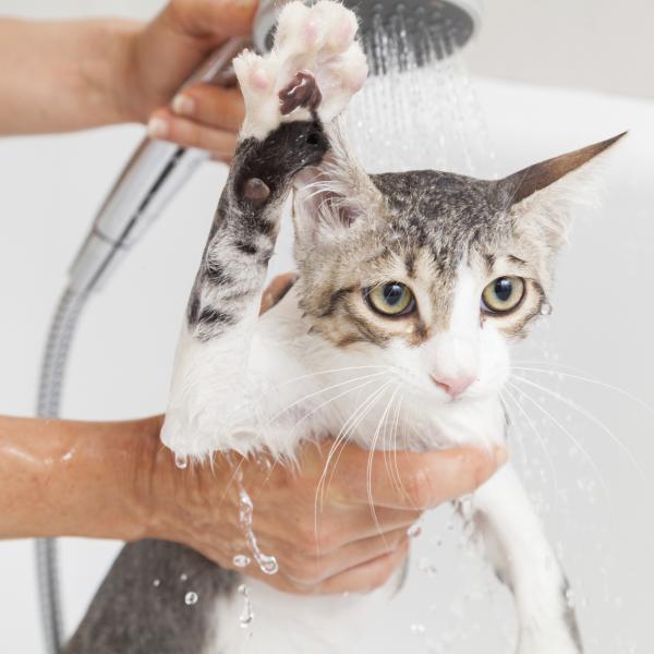 bathing a cat