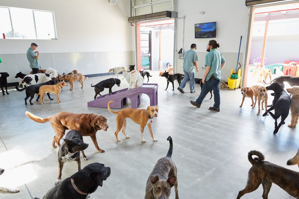 Ask These Questions before Selecting Doggy Daycare in Orlando | Pet Food 2  You