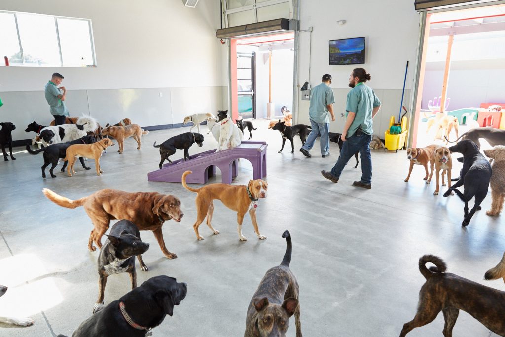 Ask These Questions Before Selecting Doggy Daycare In Orlando Pet 