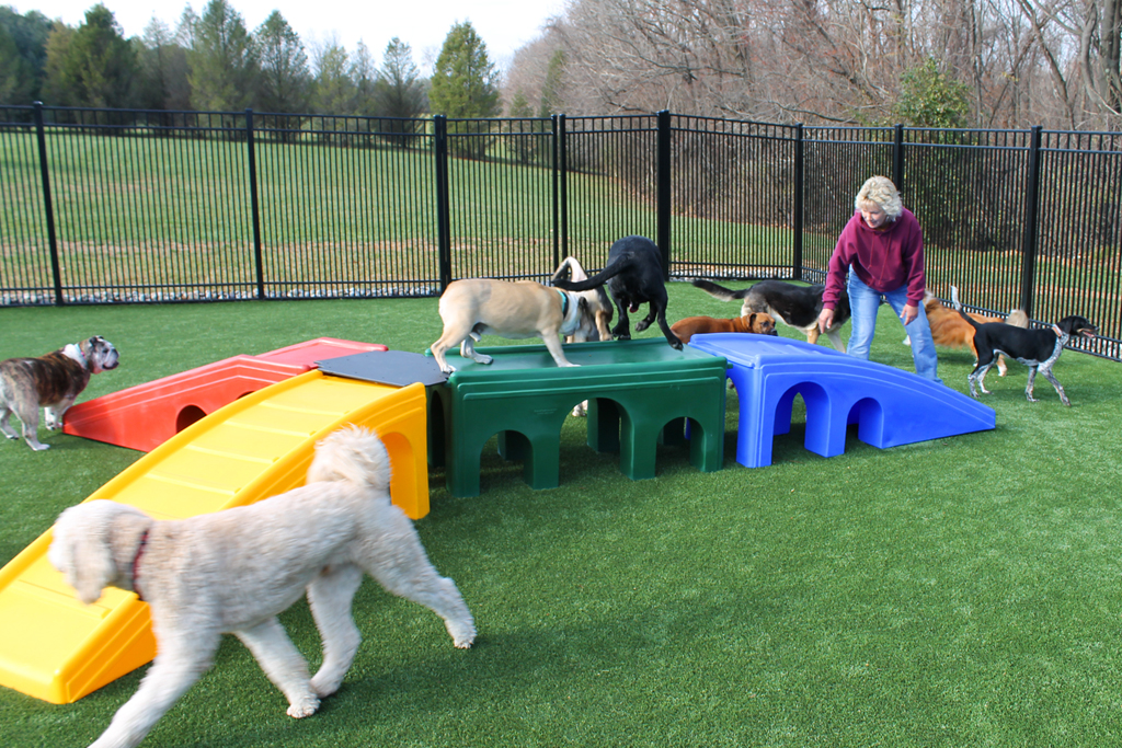 Doggy Daycare Rate